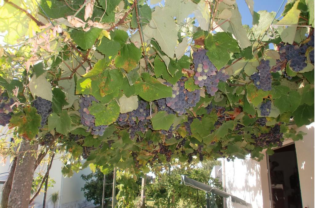 Quinta Da Harmonia Leilighet Azeitao Eksteriør bilde